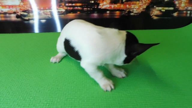 #ПРОДАЮ ЩЕНКА ЧИХУА МАРИ МИСТИК ЕМИЛИАН#куплючихуапродающенка##buypuppysellchihua#Russia