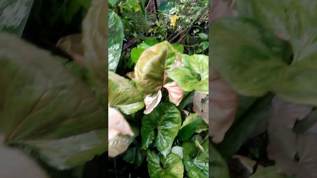 Syngonium Strawberry Ice смотреть онлайн