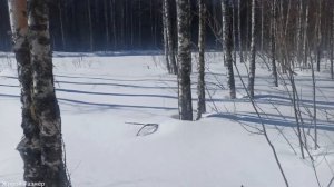Ставим самоловки | Весна рыбалка лес река