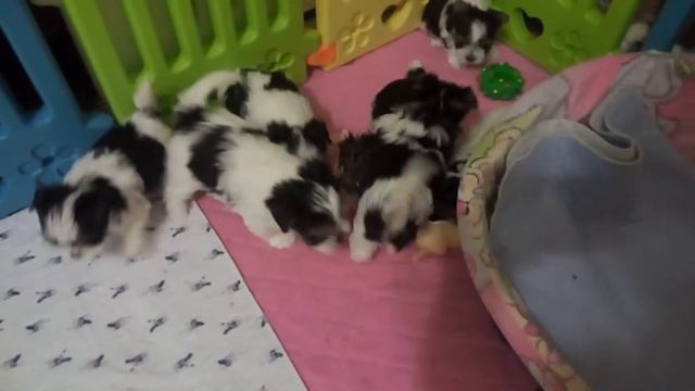 Биверята от джокера.2 помета смотреть онлайн