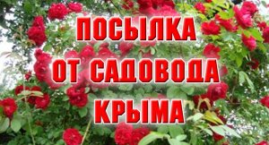 Распаковка посылки из садоводов Крыма.mp4