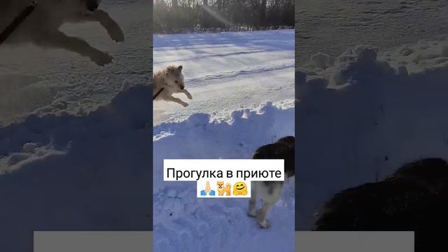 #приютдлясобак #приют #лучшийдруг #новосибирск #собака #домалучше  #прогулка   #возьмиизприюта