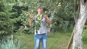 Делаем подпорки для плодовых деревьев