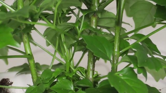 Radermachera sinica - Zimmeresche, China Doll смотреть онлайн