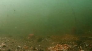 Река Калитва-Какая рыба живет на глубине метр двадцать