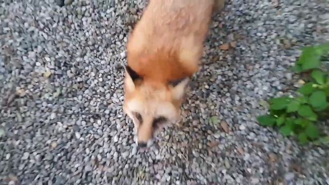 Алиса - Лиса / Прикольные Моменты с Алисой ч. 346/ Alice the Fox смотреть онлайн