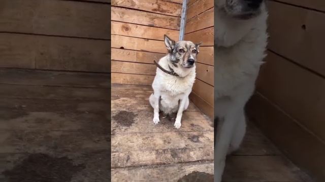 Яночка ? смотреть онлайн