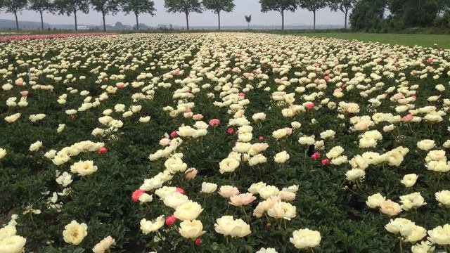 Peony Coral Sunset - Www.peonyshop.com