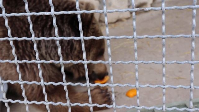 Премудрая Маша и мандарин. Бахчисарайский зоопарк. Крым. смотреть онлайн