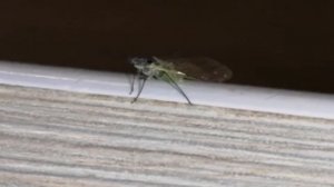 НАСЕКОМЫЕ - Тля