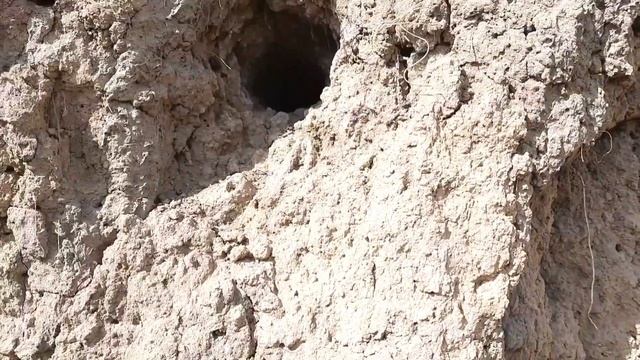 Полынь горькая для пчел смотреть онлайн