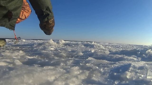 Зимняя ловля Берша на Волге!