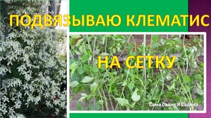 Как я подвязала клематис к сетке весной.