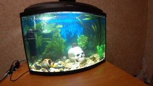 Ротаны в аквариуме.