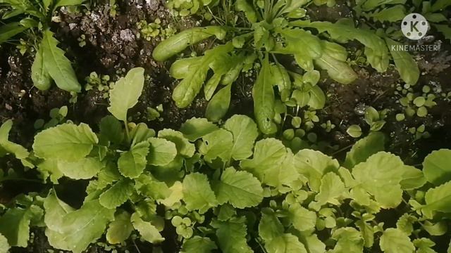 Тепло пришло. Мы на даче. смотреть онлайн