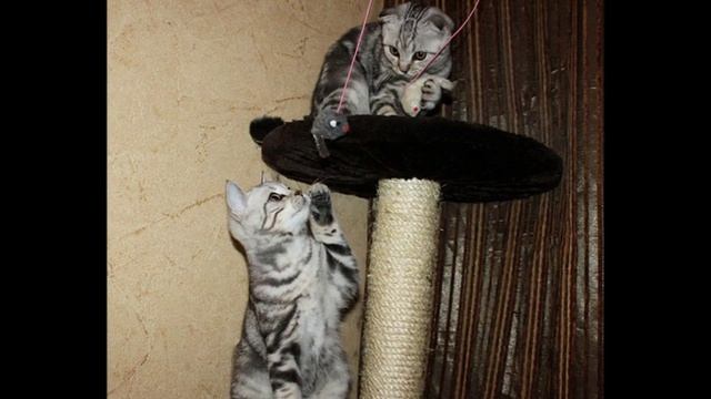 Вислоухие и прямоухие шотландские котята