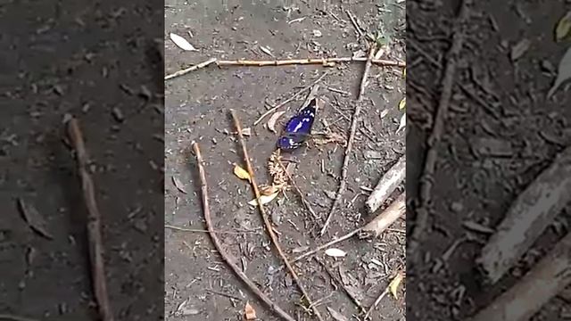 ЛЕТНЕЕ СОЛНЦЕСТОЯНИЕ. Purple Emperor ( Фиолетовый Император )