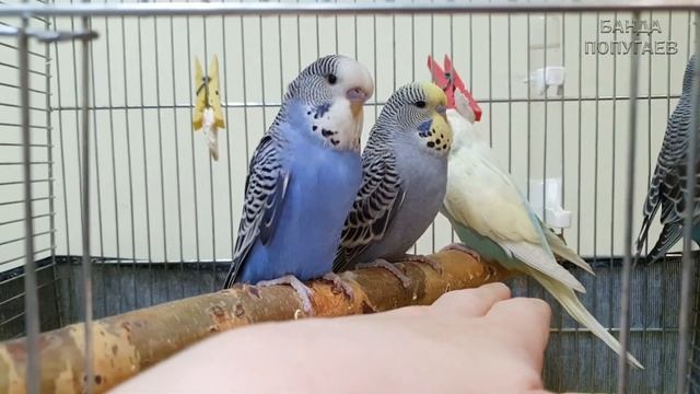 ЛАЙФХАК ? Приручить попугая просто!