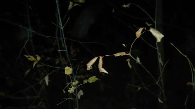 Вызов духов слендер мен в 3 часа ночи, в лесу! смотреть онлайн