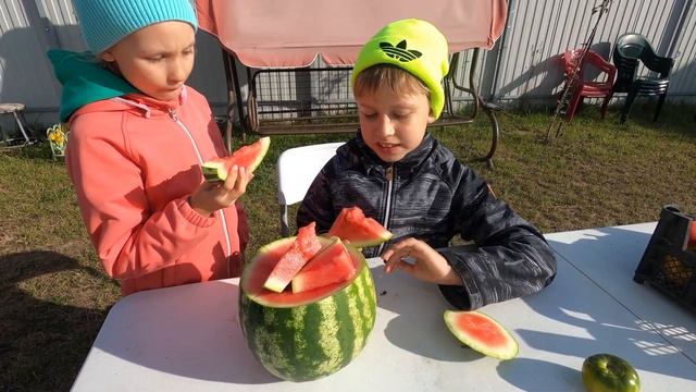 Выращиваем арбузы в Подмосковье (Ау Продюссер ПВП).  Дегустируем арбузик из теплицы.