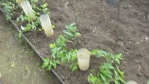 Выращивание томатов и перца в теплице// установка бутылок для полива