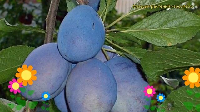 Слива Волошка. Краткий обзор, описание характеристик, где купить саженцы prunus sp. Voloshka смотреть онлайн