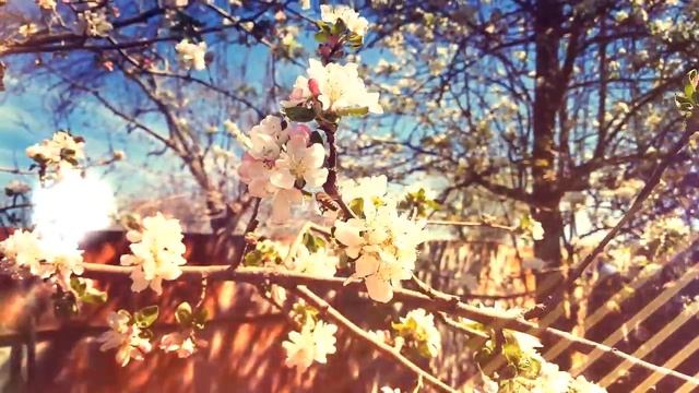 Самые красивые цветущие деревья