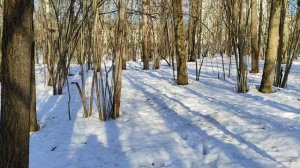 лыжная прогулка в заказнике Тёплый Стан, белка на кормушке, 27 марта 2024