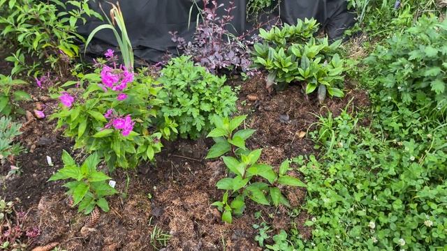 Прогулка по саду 18.07.2023 Цветение роз смотреть онлайн