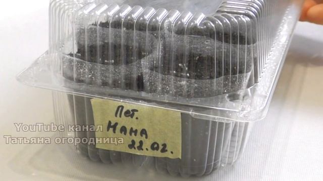 СЕЮ ПЕТУНИЮ БЕЗ ЗАМОРОЧЕК! 2 КЛАССИЧЕСКИХ СПОСОБА ПОСЕВА СЕМЯН ПЕТУНИИ НА РАССАДУ. смотреть онлайн