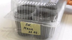 СЕЮ ПЕТУНИЮ БЕЗ ЗАМОРОЧЕК! 2 КЛАССИЧЕСКИХ СПОСОБА ПОСЕВА СЕМЯН ПЕТУНИИ НА РАССАДУ.