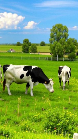 Ферма с коровками.#Ферма с животными.#Коровки