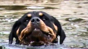 Wild Rottweiler!! ( river scene)