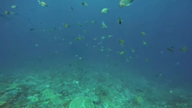 KOMODO DRAGONS ISLAND INDONESIA 🐊🇲🇨 / LABUAN BAJO 🏝/ DIVING AND SNORKELING смотреть онлайн