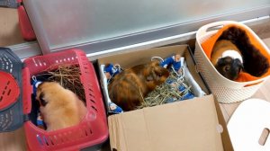 Везем свинок к врачу. Плановая обработка морских свинок от паразитов