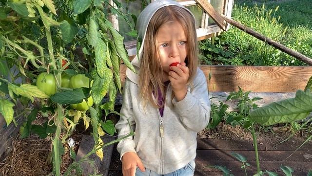 Томат «Черрипальчики» от Любови Мязиной. Отзыв смотреть онлайн