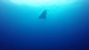 The Barefoot Eco Hotel - Hanimaadhoo: Day Boat, November 2015