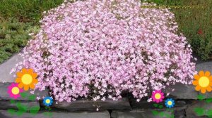 Гипсофила метельчатая Пинк. Краткий обзор, описание характеристик gypsofila paniculata Pink