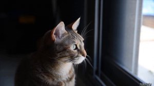 Я пушистый беленький котёнок