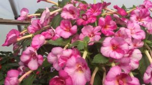 Ахименес  Esperanse . Селекционер Saliba, 2013