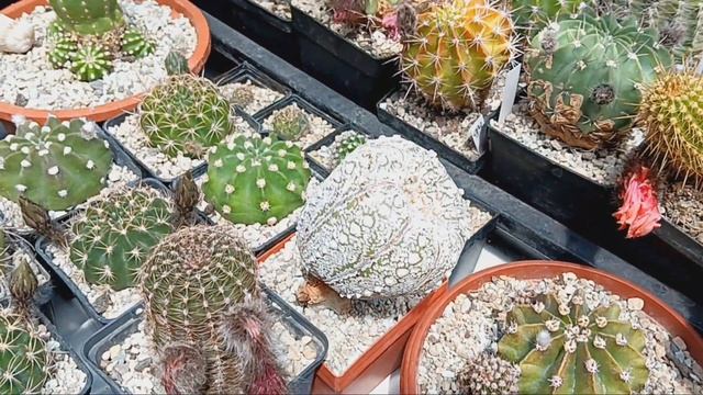 Обзор кактусов.Маммилярия.Копиапоа.Эхинопсисы.Лобивии.Астрофитумы.