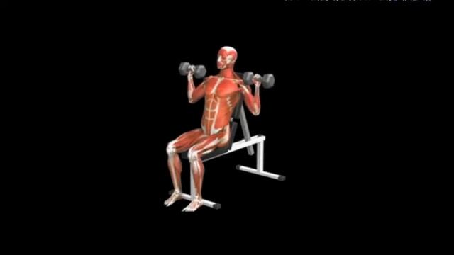Жим гантелей вверх от плеча сидя Shoulder Press Dumbbell смотреть онлайн