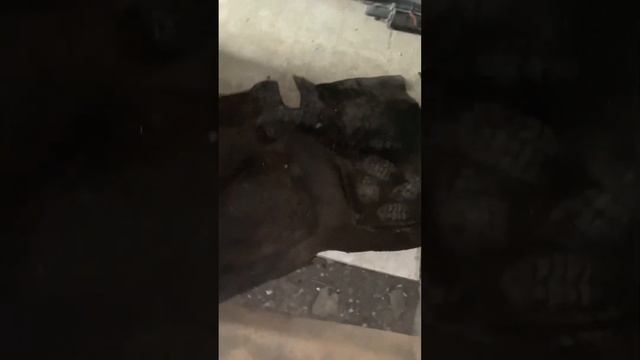 Ваз 2107 #car #automobile #shortvideo #ваз #2107 смотреть онлайн