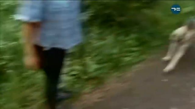 Репортёр. Гордость России. Отечественные породы собак смотреть онлайн