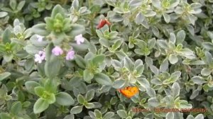 Тимьян лимоннопахнущий Сильвер Квин (buntblattrig) ? обзор: как сажать, саженцы тимьяна Сильвер Кви