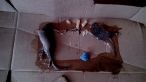 Клей от мышей