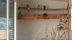 Поведение скворца в вольере, звуки комуникации.Песня самки щегла.