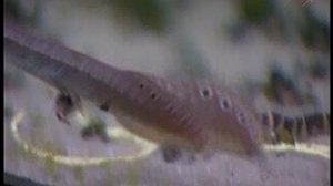 Аквариумные рыбки