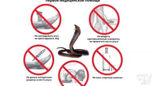 Укусила змея! Что делать? Первая помощь при укусе ядовитой змеи