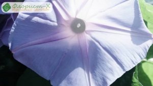 Цветок ипомея – уход и посадка, выращивание из семян